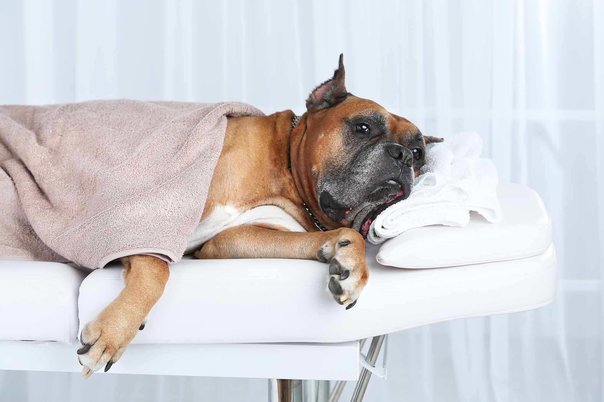 Dog Relaxing On Massage Table, On Light Background